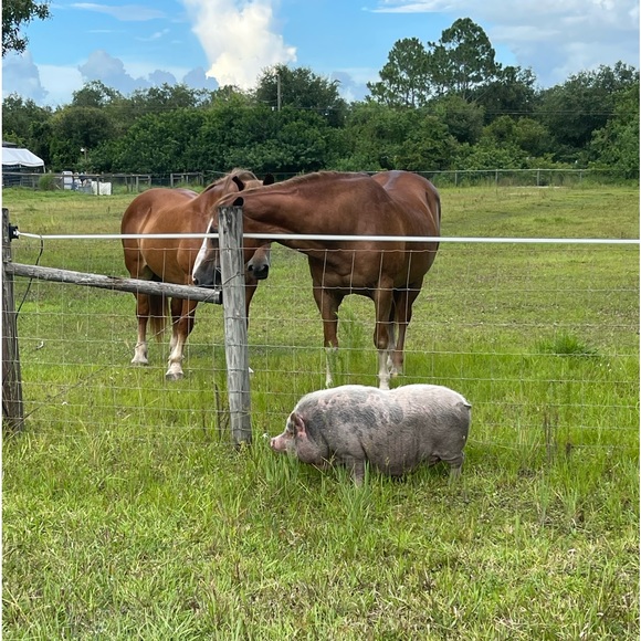 Meet your Posher, Victoria - Picture 2 of 13